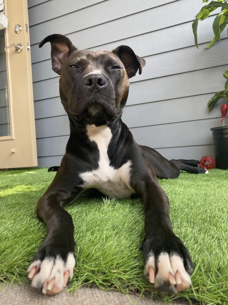 Lucy, a Adoptable Pit Bull Terrier in Orlando, FL image 6/6