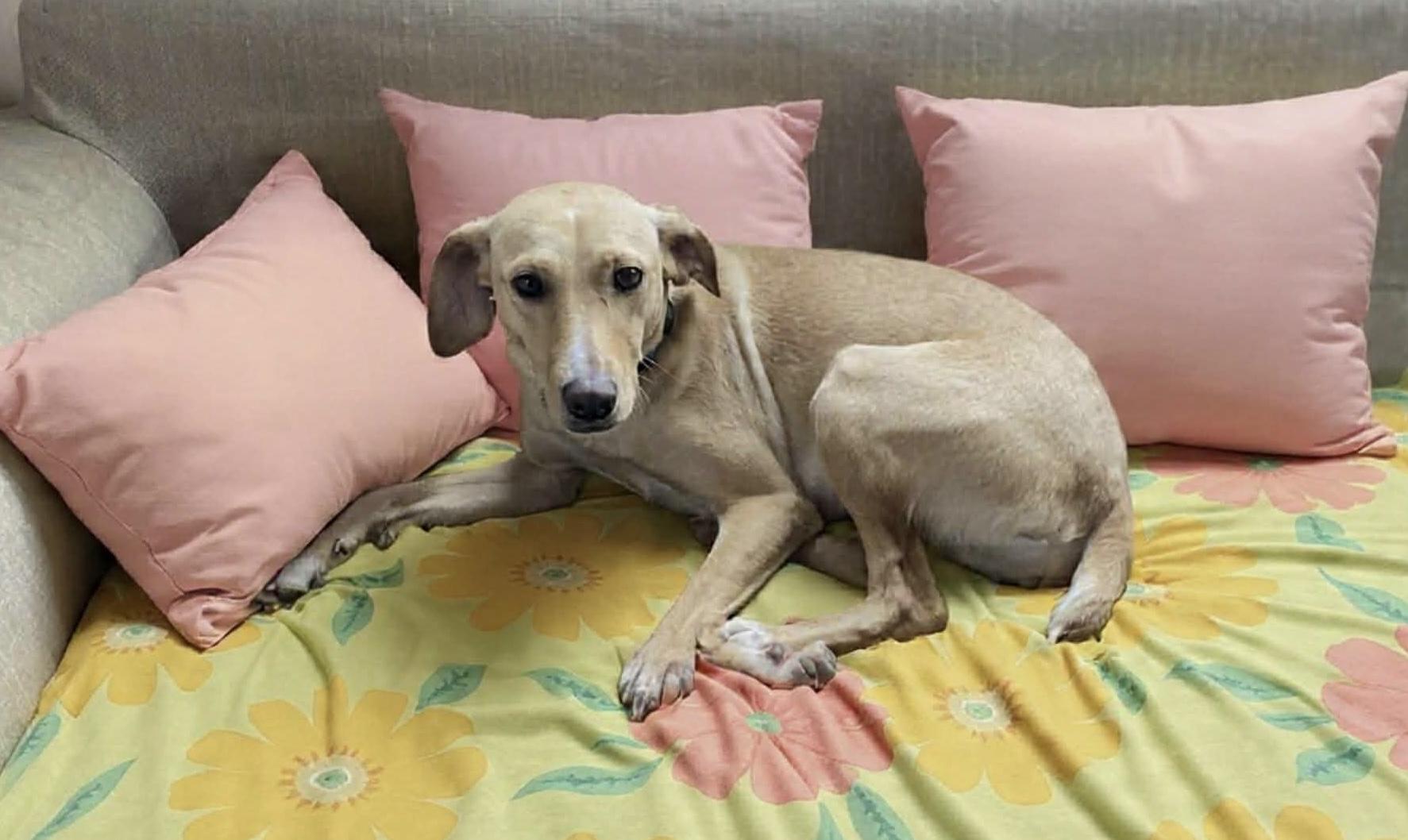 Enlarge Luna, a ADOPTABLE mixed breed in Hatfield, PA image 4/6