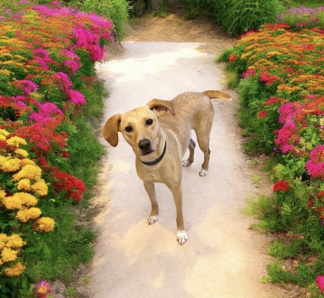 Luna, ADOPTABLE, Young Female Labrador Retriever & Mountain Cur.