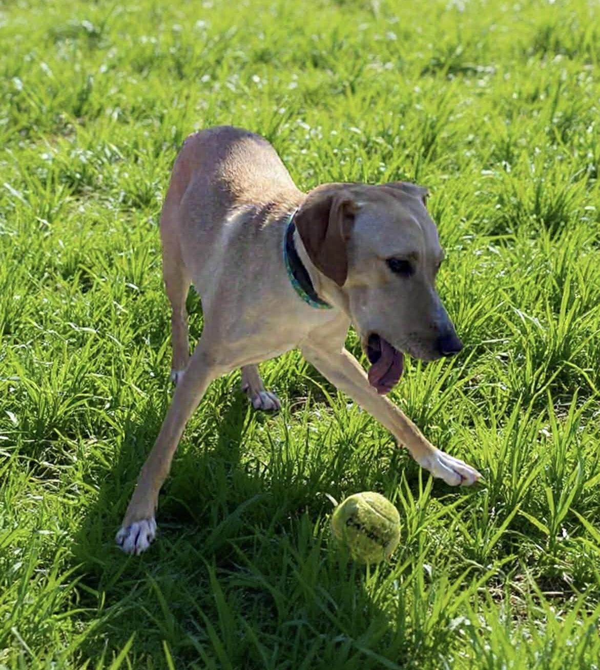 Enlarge Luna, a ADOPTABLE mixed breed in Hatfield, PA image 6/6