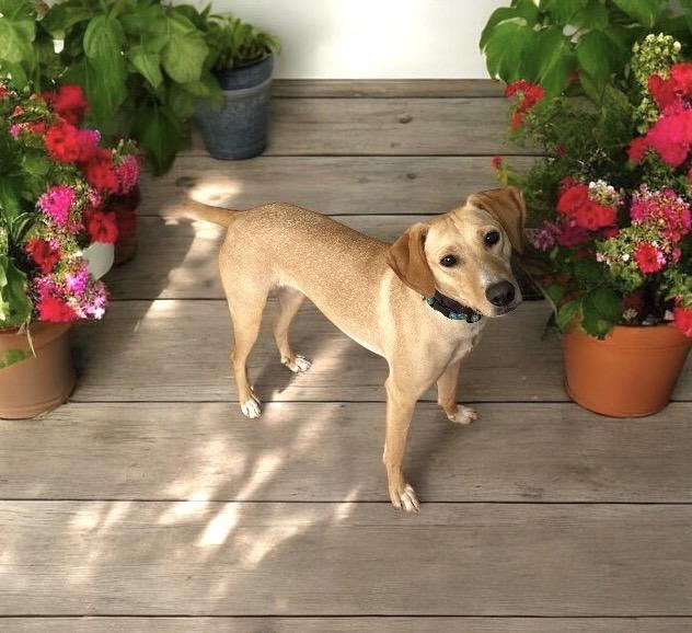 Enlarge Luna, a ADOPTABLE mixed breed in Hatfield, PA image 3/6