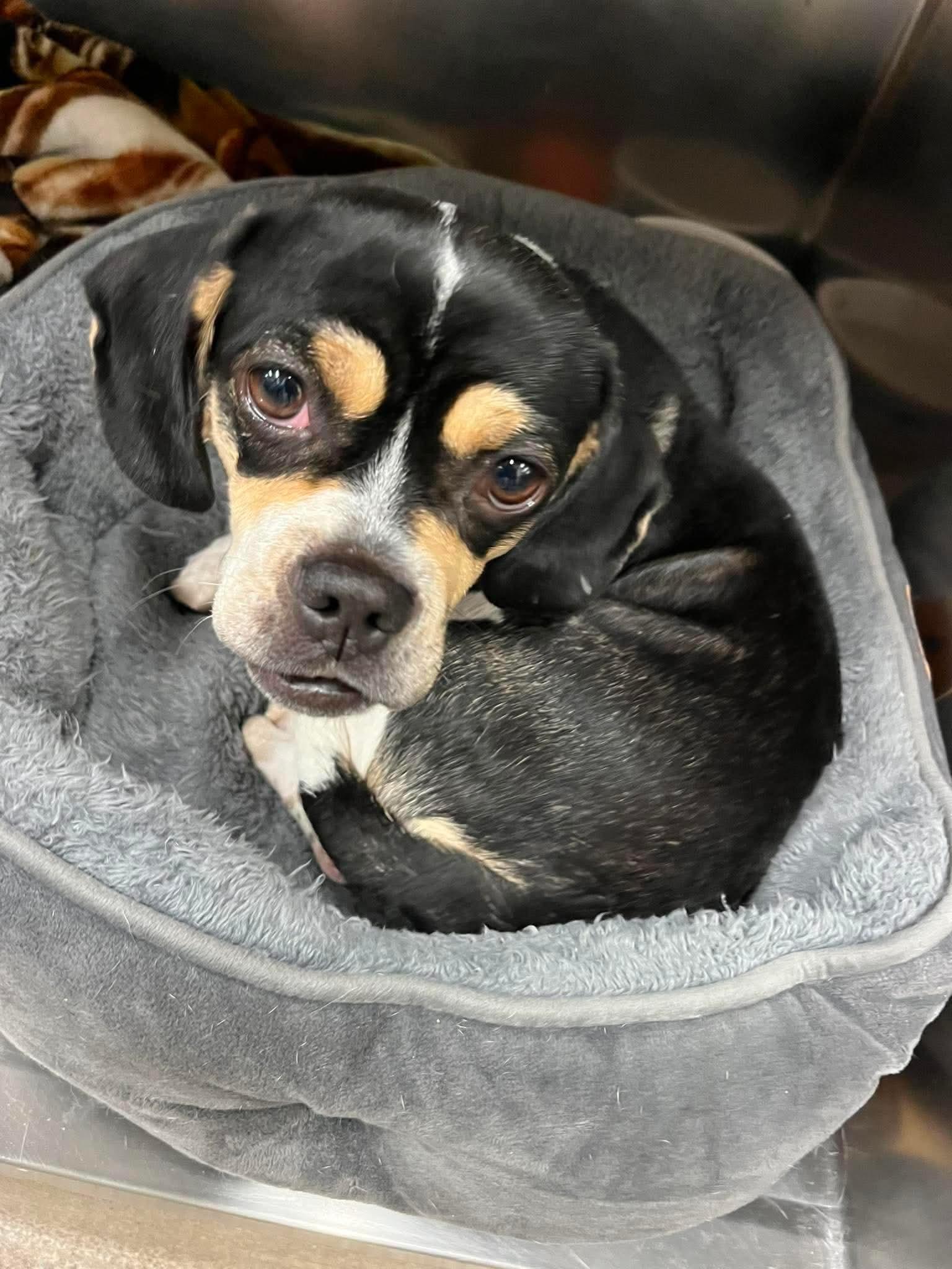 Enlarge Yoko, a Adoptable mixed breed in Jackson , NJ image 2/2