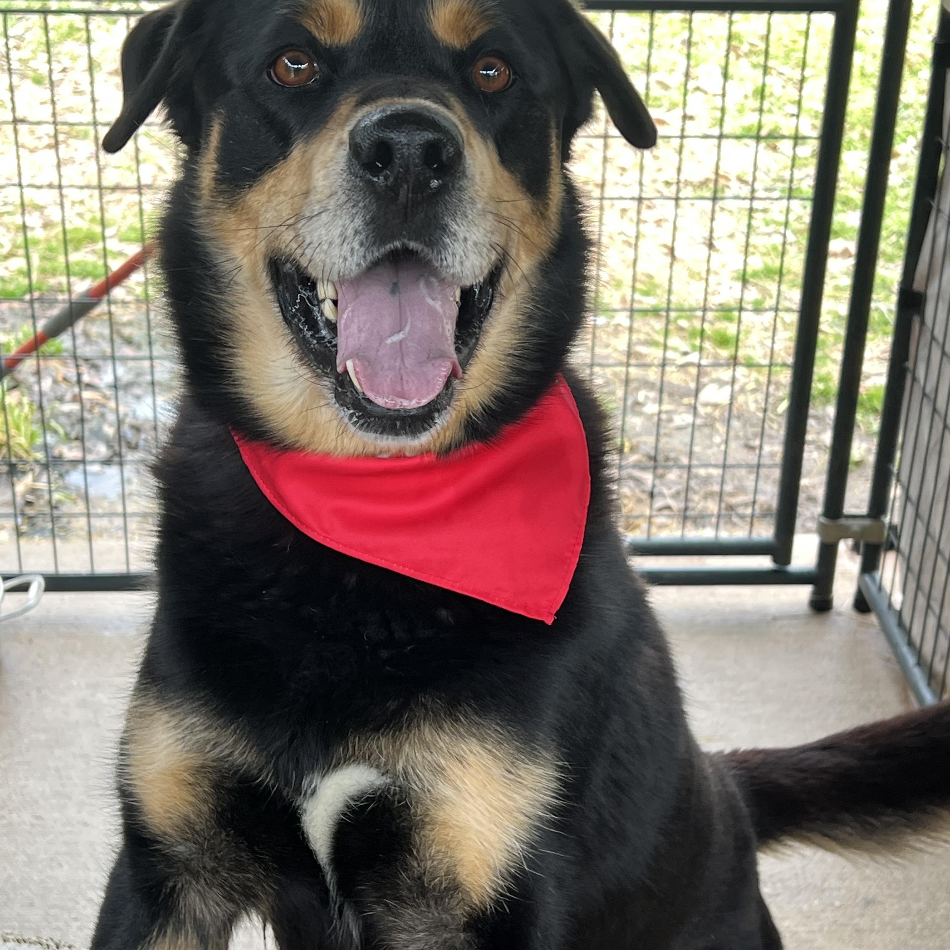 Enlarge Rupert, a ADOPTABLE mixed breed in Tyler, TX image 2/4