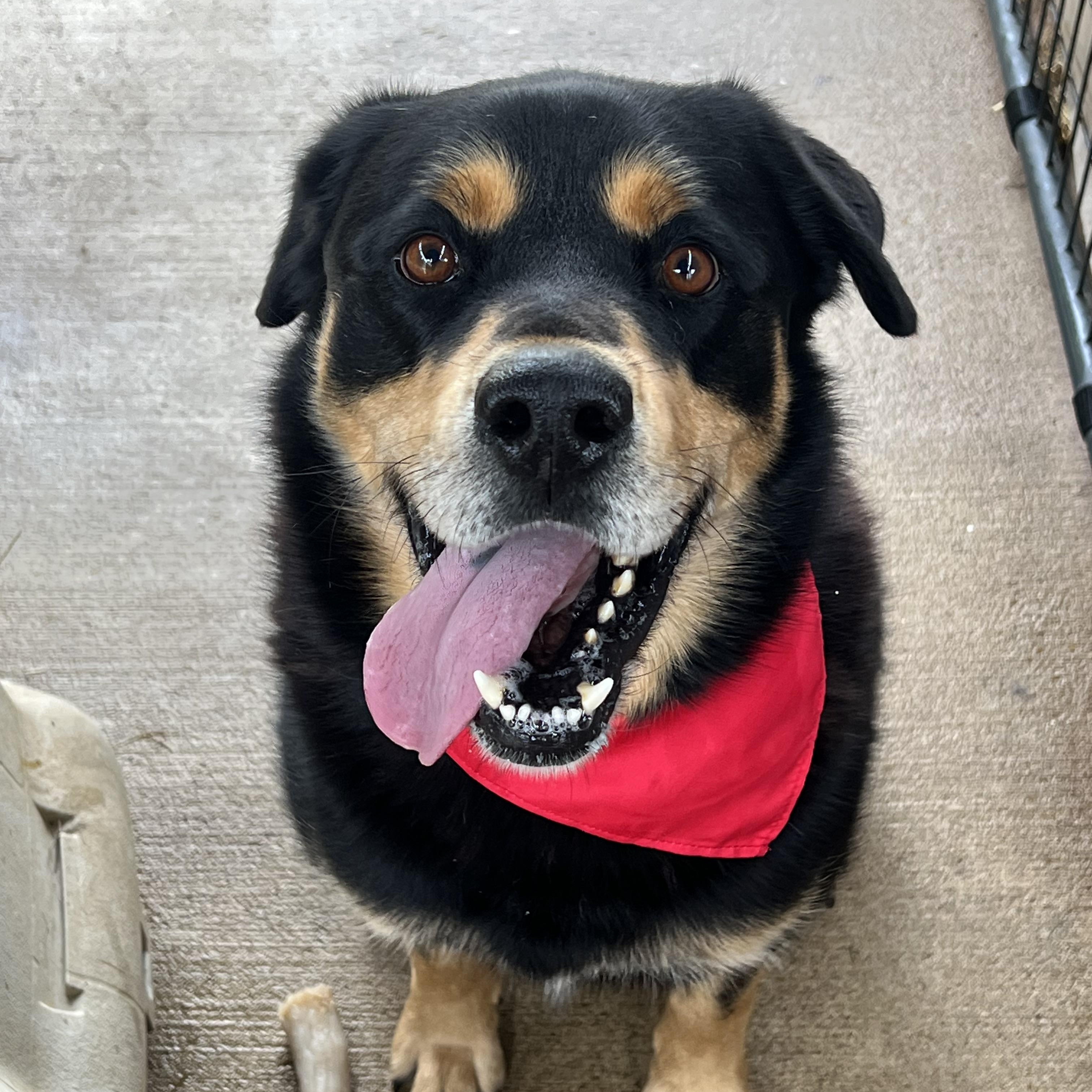 Enlarge Rupert, a ADOPTABLE mixed breed in Tyler, TX image 3/4