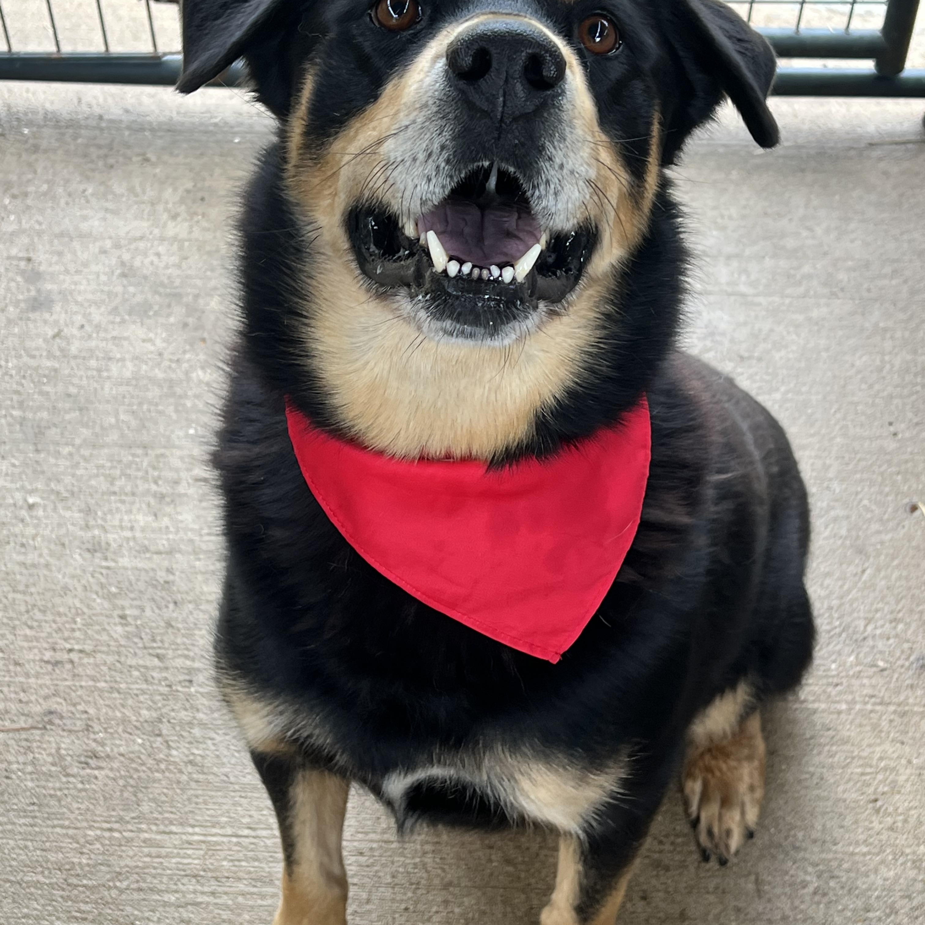Rupert, ADOPTABLE, Adult Male Rottweiler.