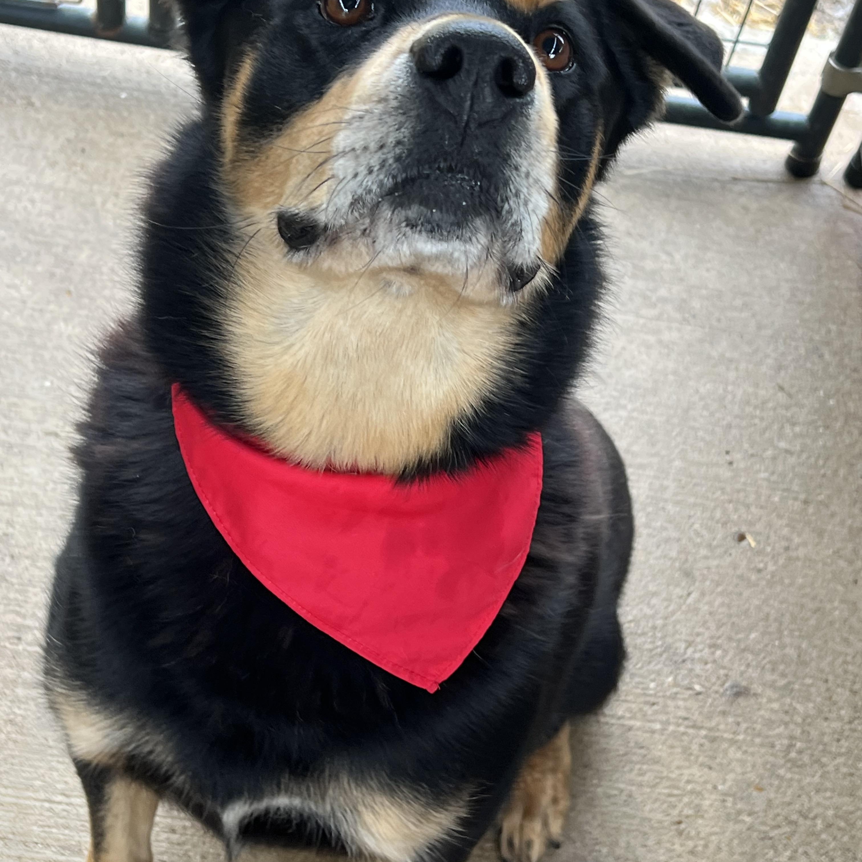 Enlarge Rupert, a ADOPTABLE mixed breed in Tyler, TX image 4/4