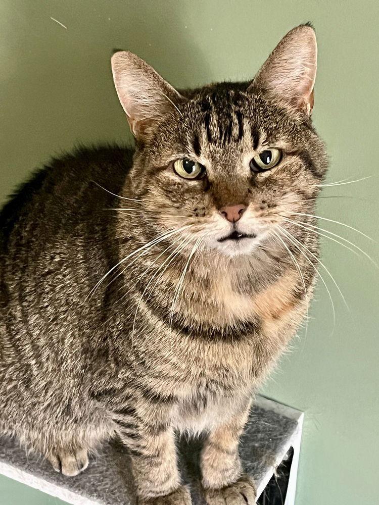 Aubrey, Adoptable, Senior Female Domestic Short Hair.