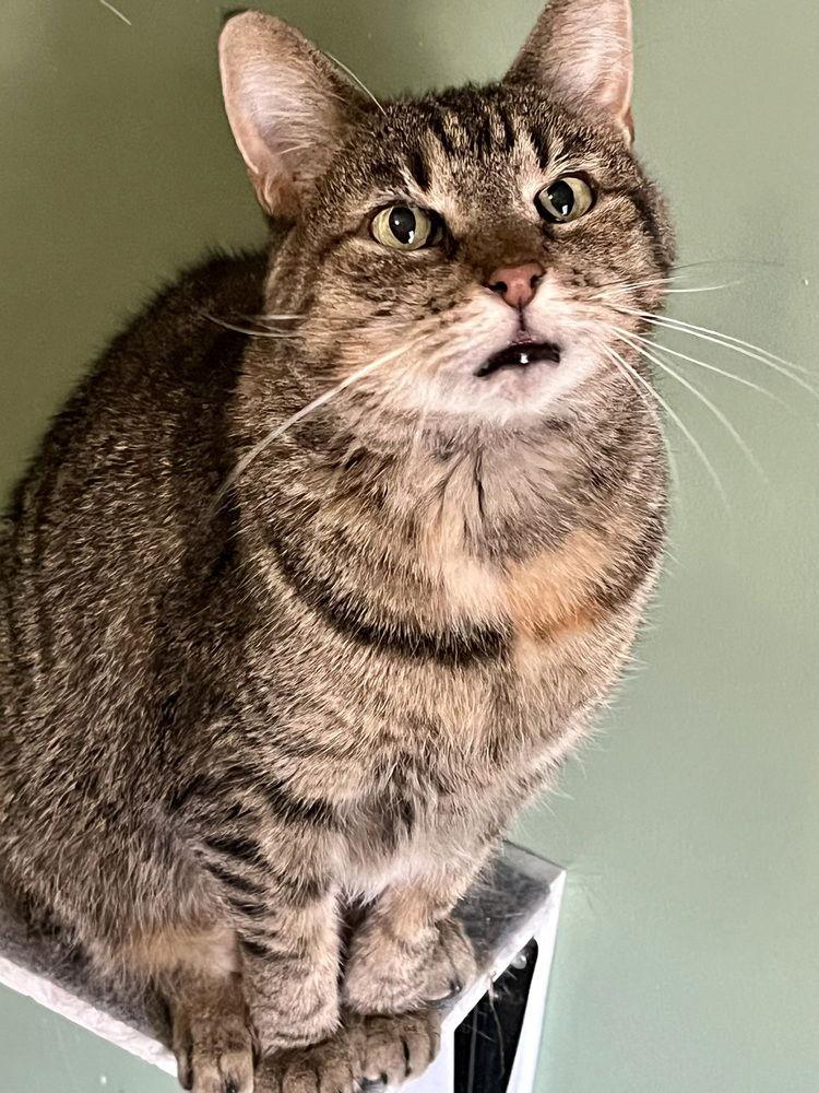 Aubrey, a Adoptable Domestic Short Hair in O'Fallon, MO image 2/3