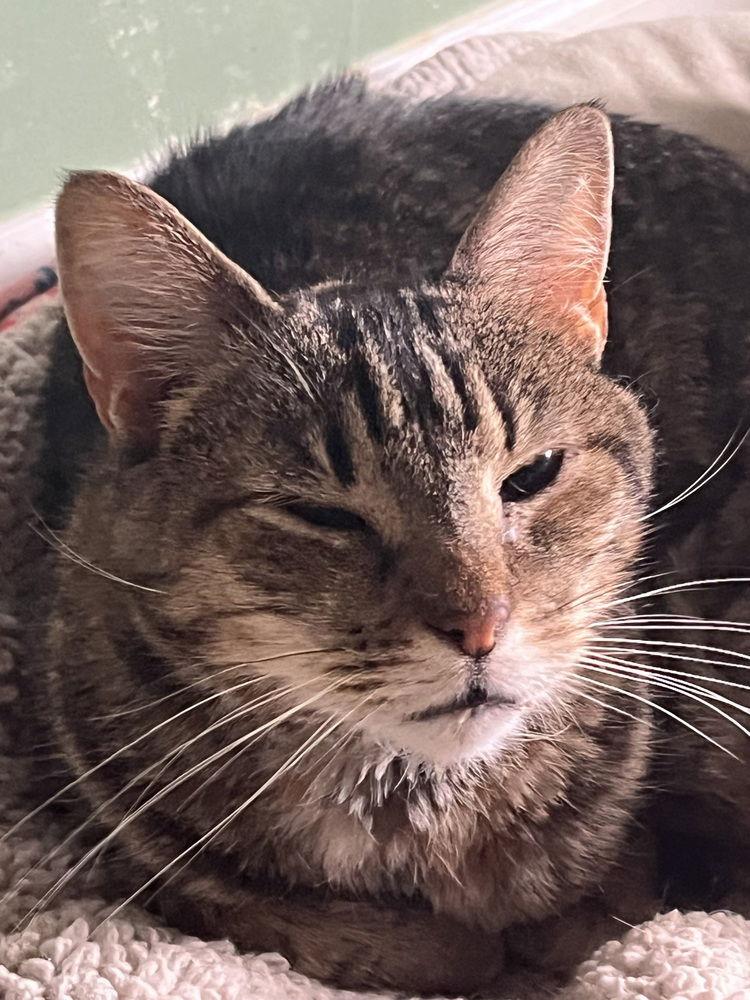 Aubrey, a Adoptable Domestic Short Hair in O'Fallon, MO image 3/3