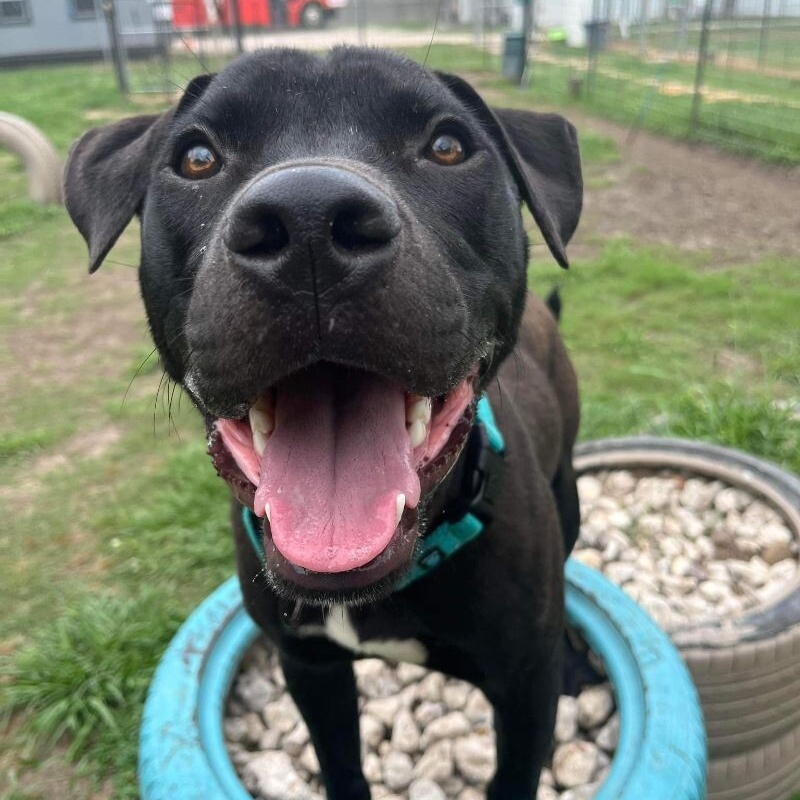 Dog for adoption Derrick Doodle Ark Fun Water loving boy, a Pit Bull