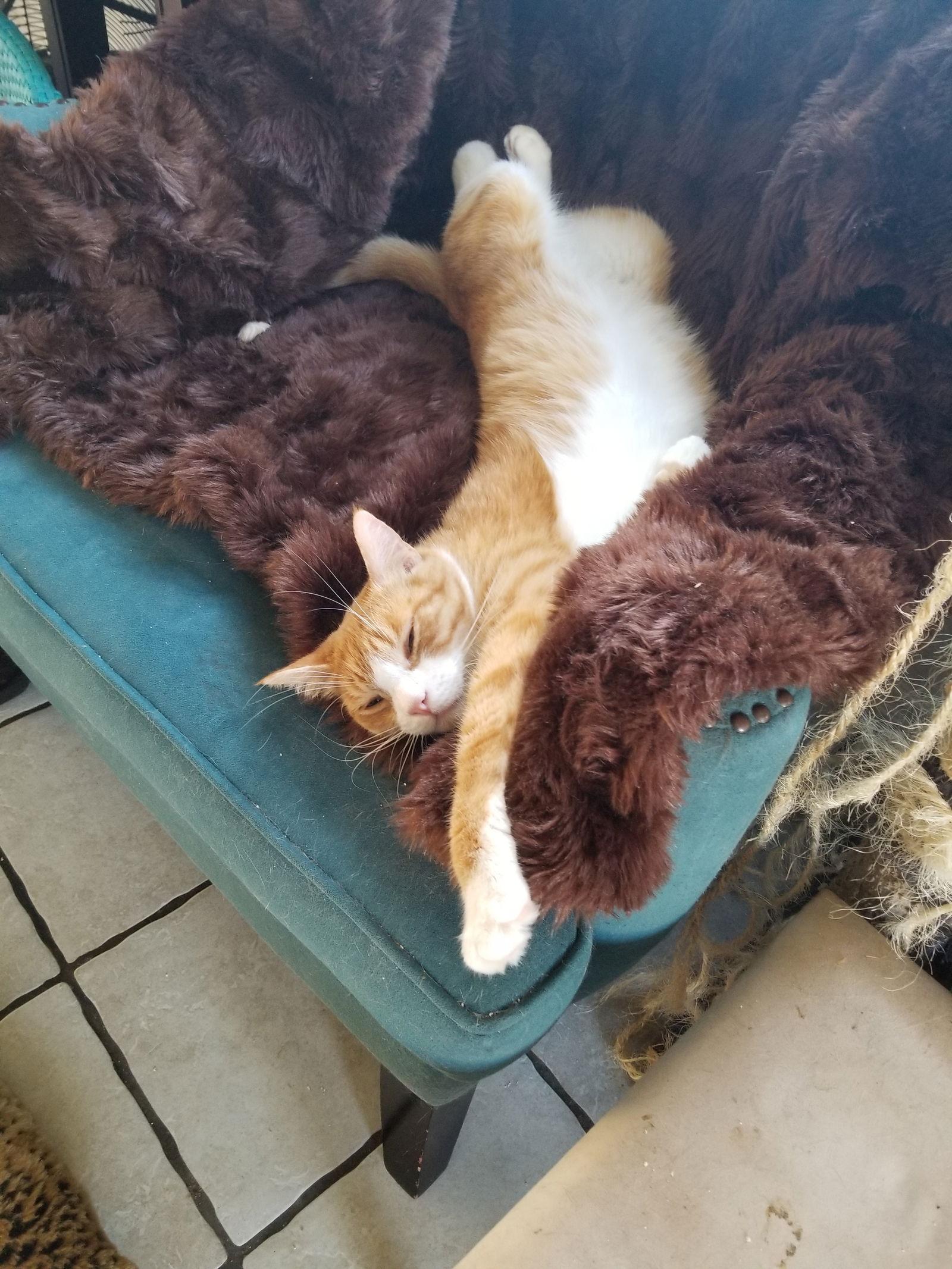 Enlarge Kevin, a Adoptable Tabby in Buena Park, CA image 1/2