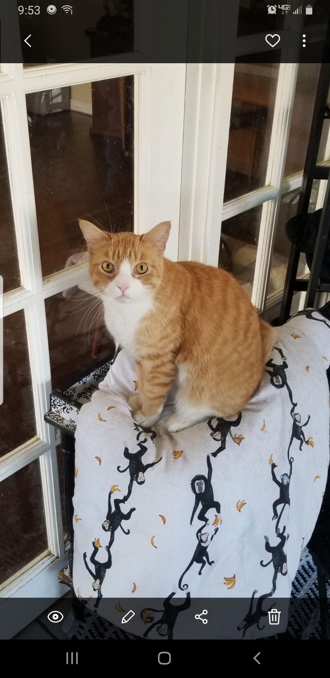 Enlarge Kevin, a Adoptable Tabby in Buena Park, CA image 2/2