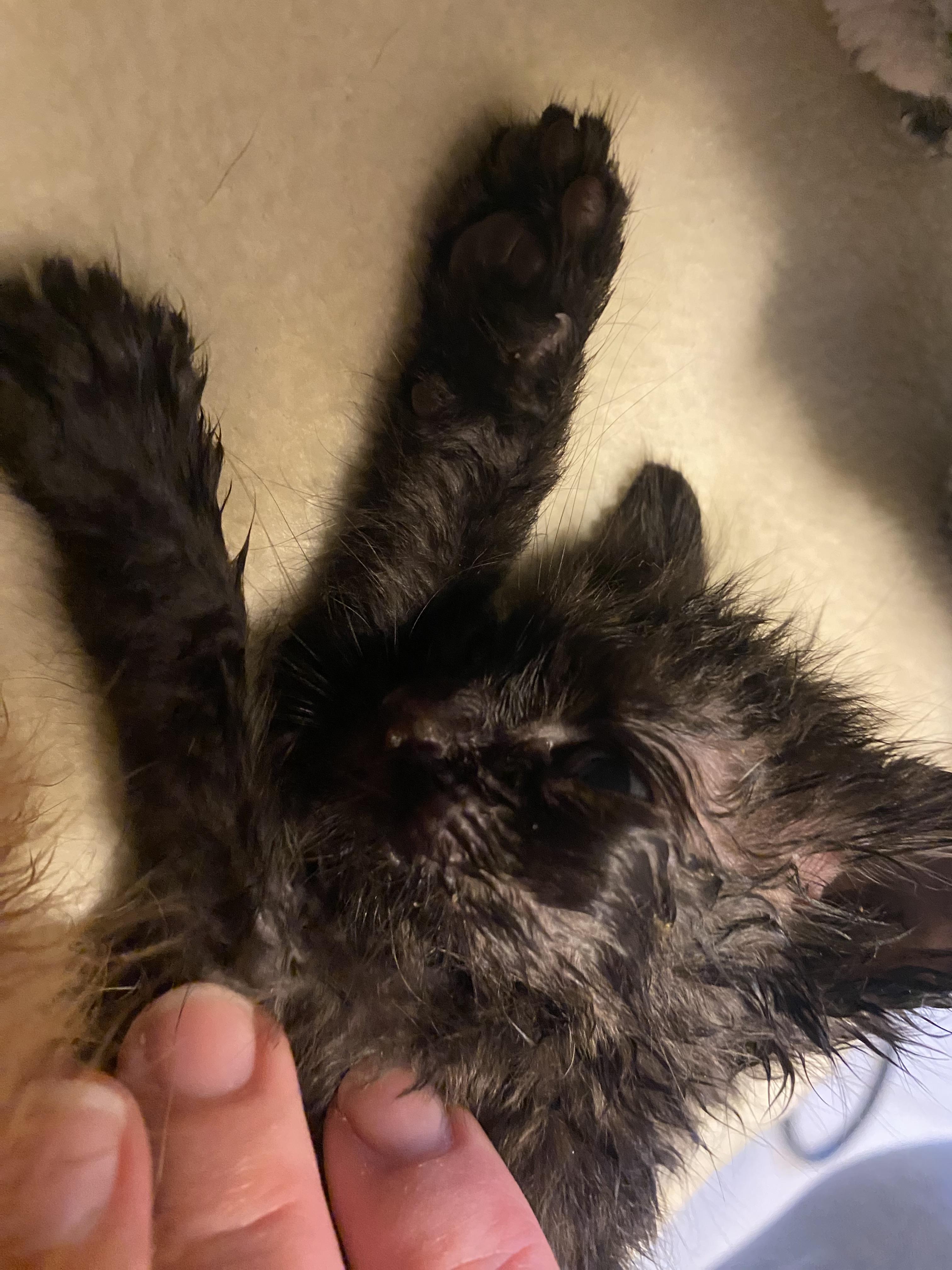 Enlarge Stray kittens, a Adoptable mixed breed in Hays, KS image 3/3