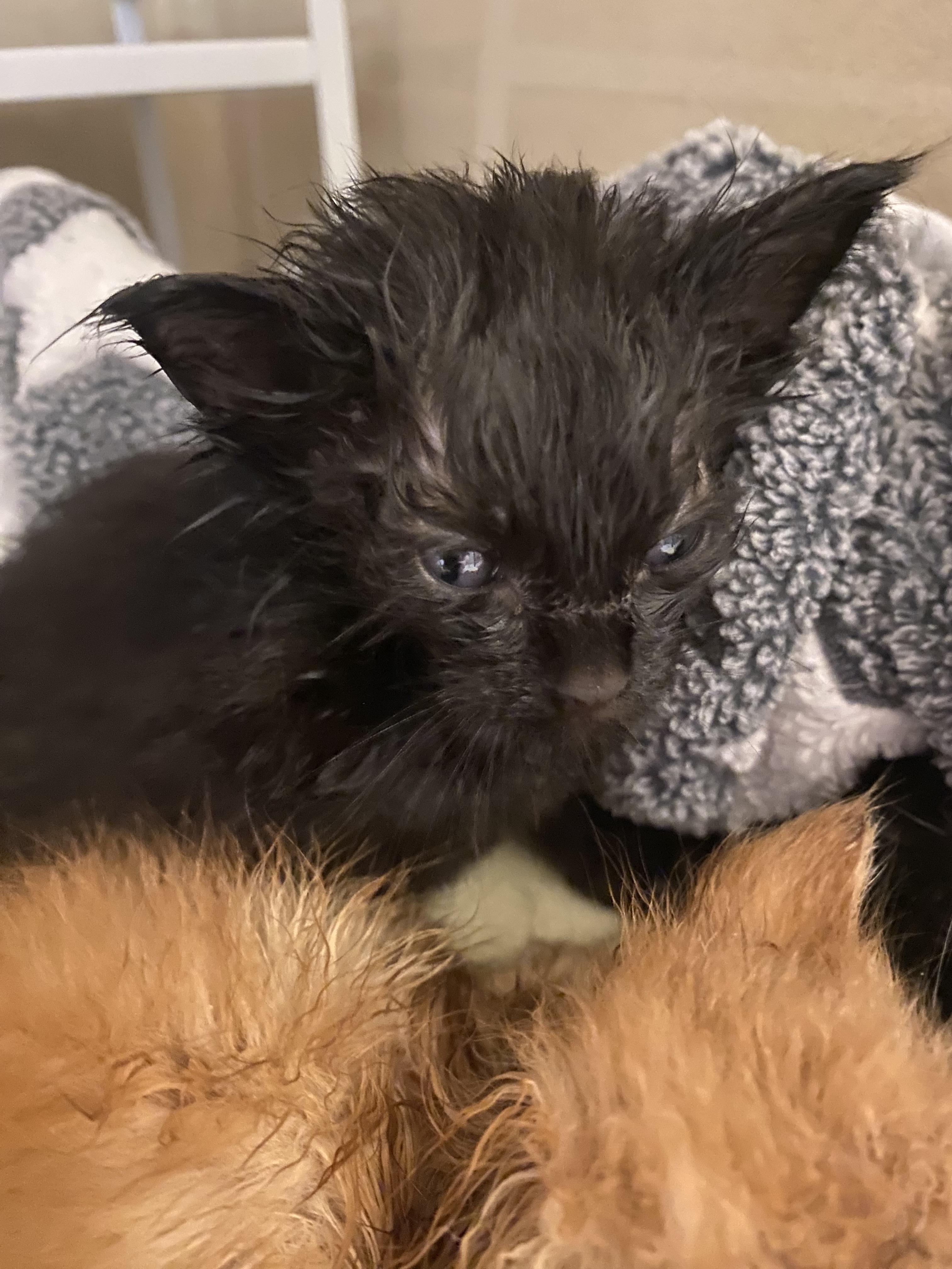 Stray kittens, Adoptable, Kitten Male Domestic Short Hair & Domestic Long Hair.