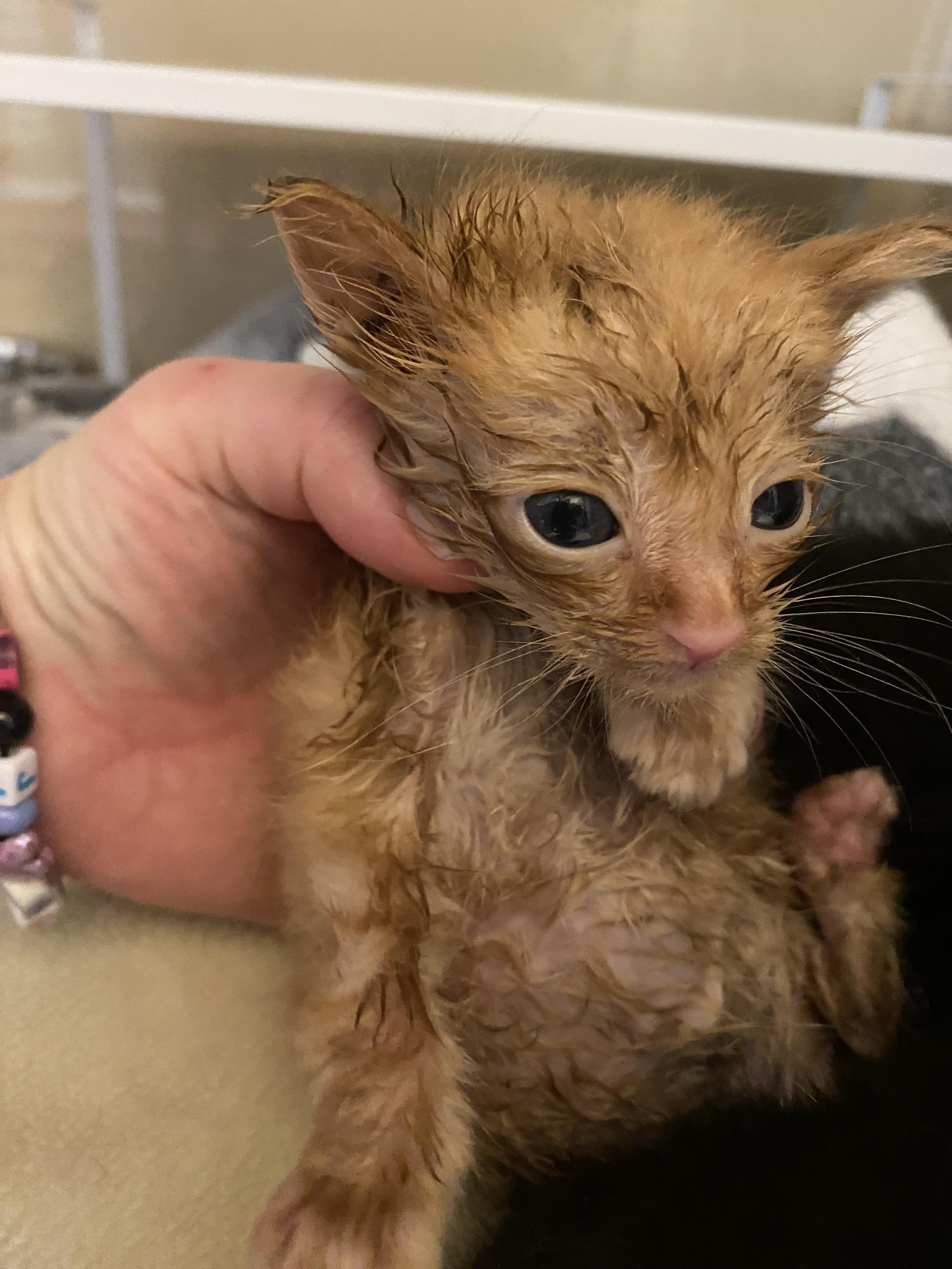 Enlarge Stray kittens, a Adoptable mixed breed in Hays, KS image 2/3