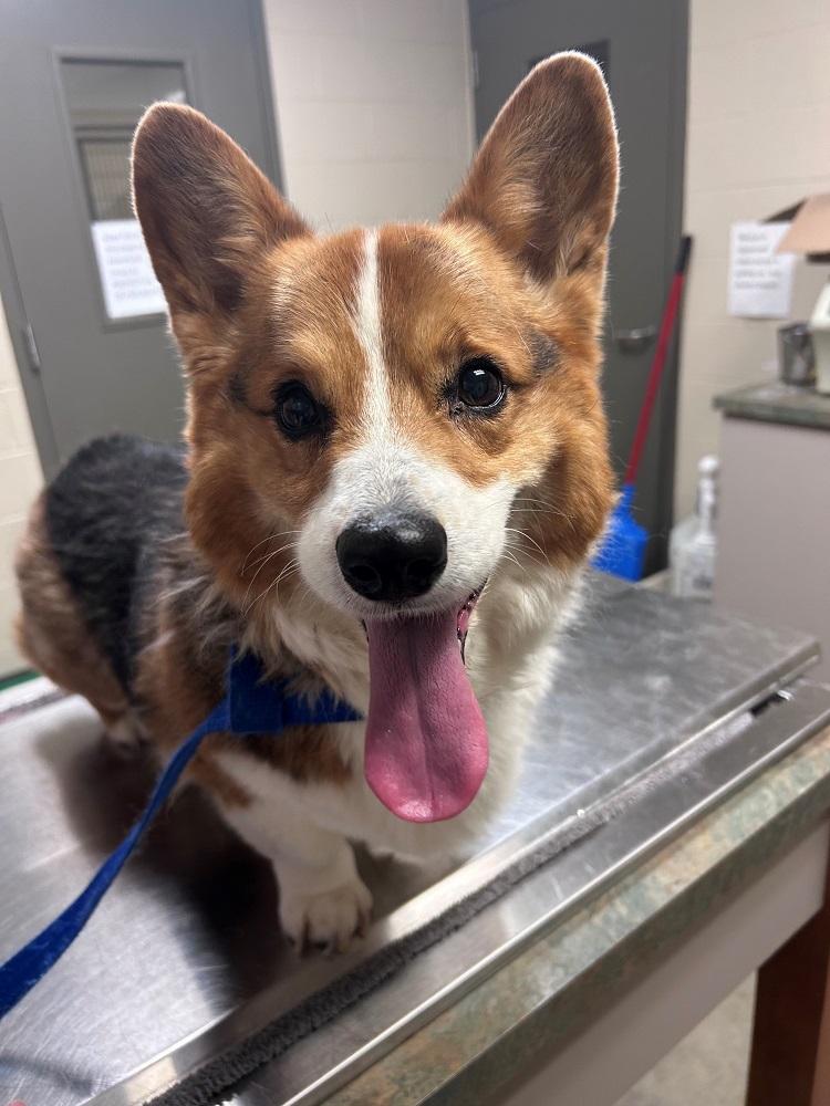 Enlarge Dougal, an adopted Corgi in Mason City, IA image 1/1