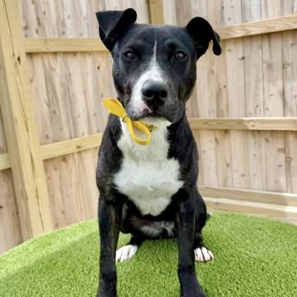 Daphne Mae, Adoptable, Young Female Terrier & Mixed Breed.