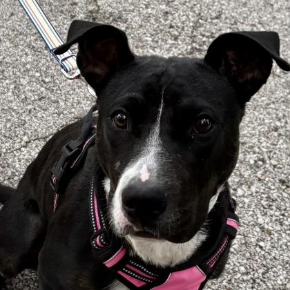 Enlarge Daphne Mae, a Adoptable mixed breed in Elk Grove Village, IL image 1/3