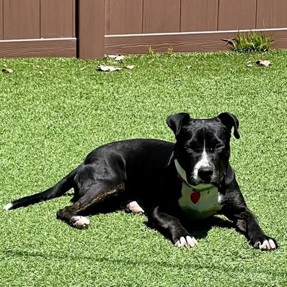 Enlarge Daphne Mae, a Adoptable mixed breed in Elk Grove Village, IL image 2/3