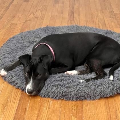 Enlarge Daphne Mae, a Adoptable mixed breed in Elk Grove Village, IL image 3/3