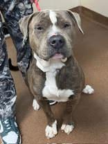 Fudge, Adoptable, Adult Male American Bully.