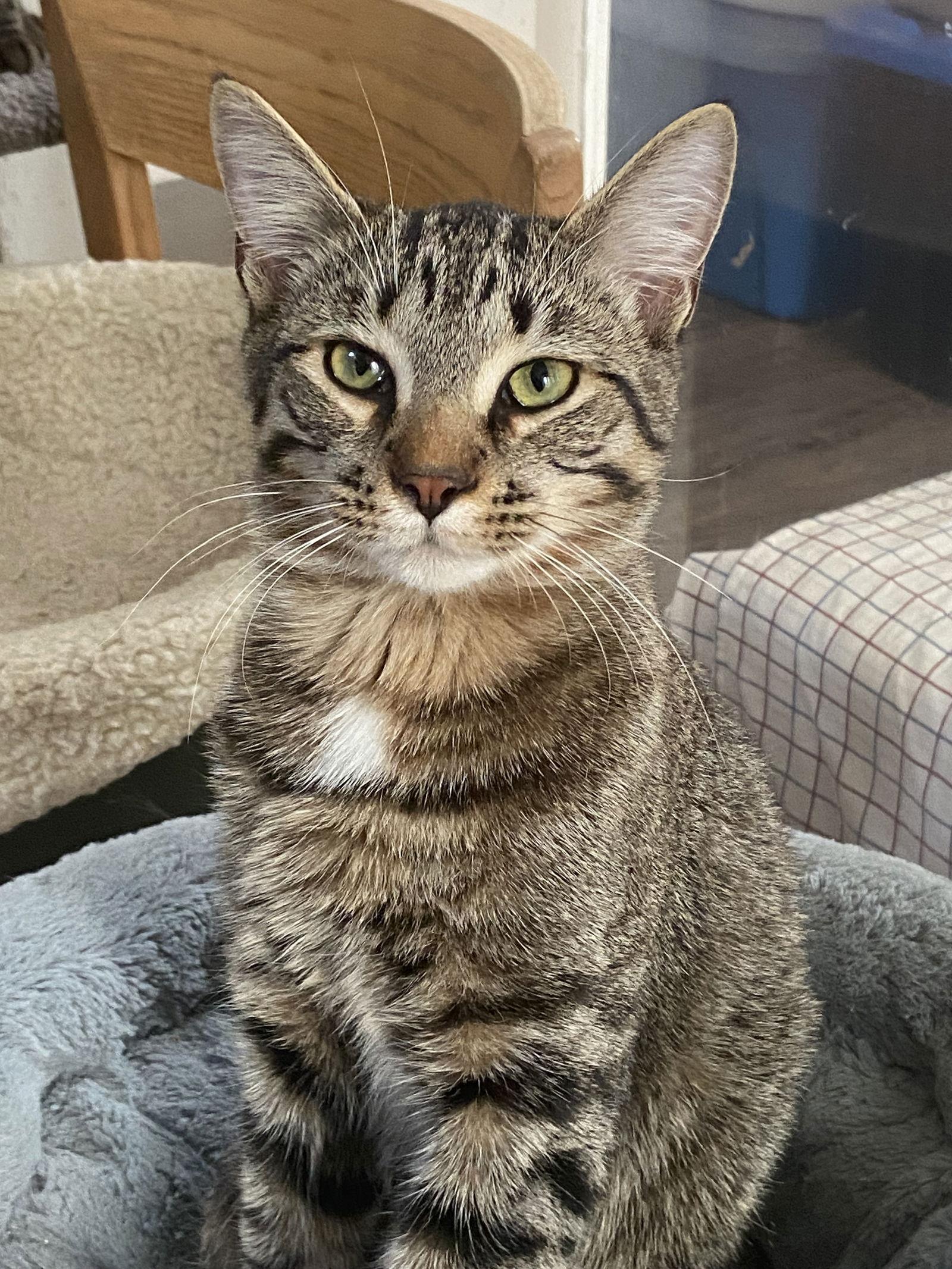 Enlarge Rascal, a Adopted Domestic Short Hair in Markham, ON image 1/3