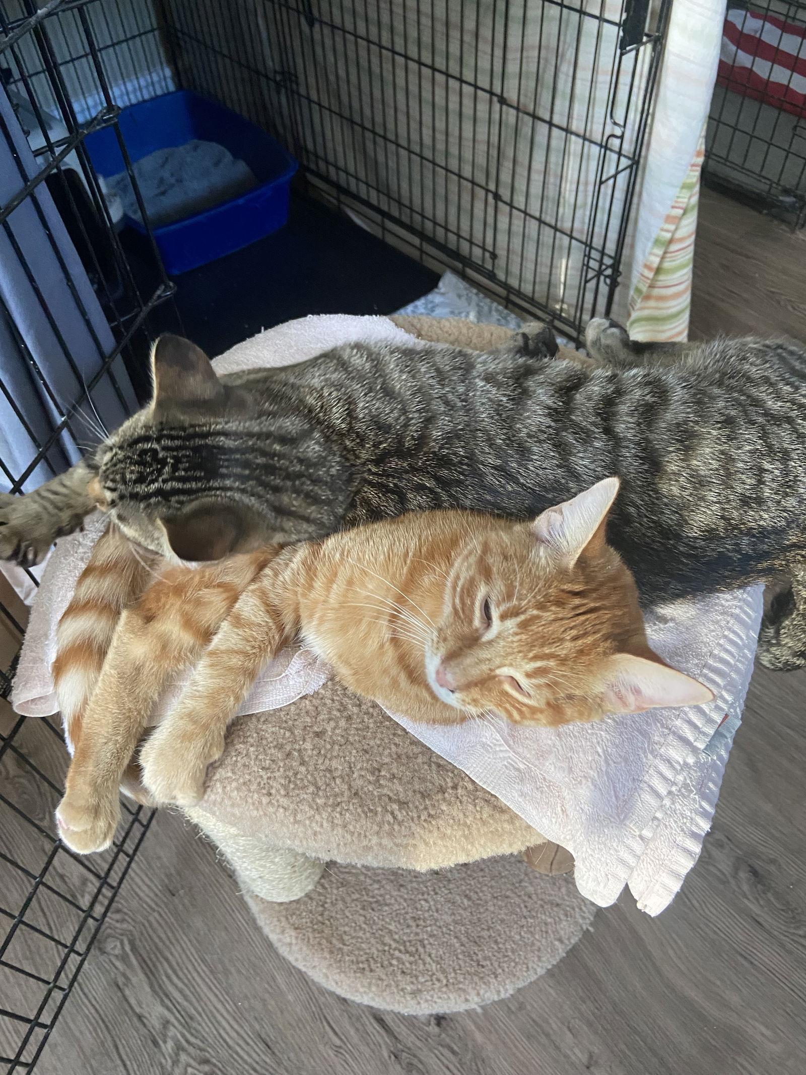 Enlarge Rascal, a Adopted Domestic Short Hair in Markham, ON image 3/3