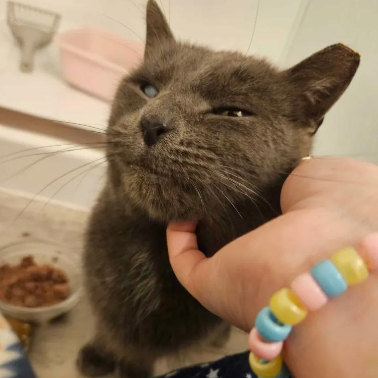 Enlarge Fifty Shades of Stray, a Adoptable Domestic Short Hair in Cleveland Heights, OH image 5/6