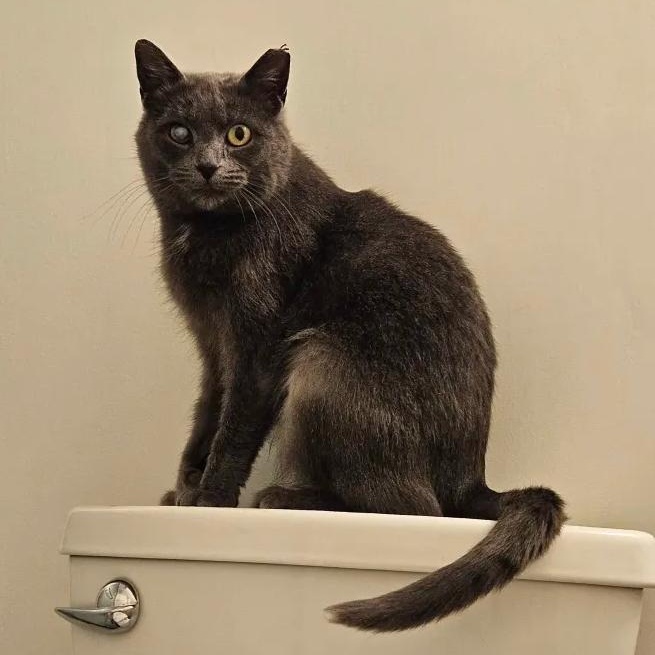 Enlarge Fifty Shades of Stray, a Adoptable Domestic Short Hair in Cleveland Heights, OH image 6/6