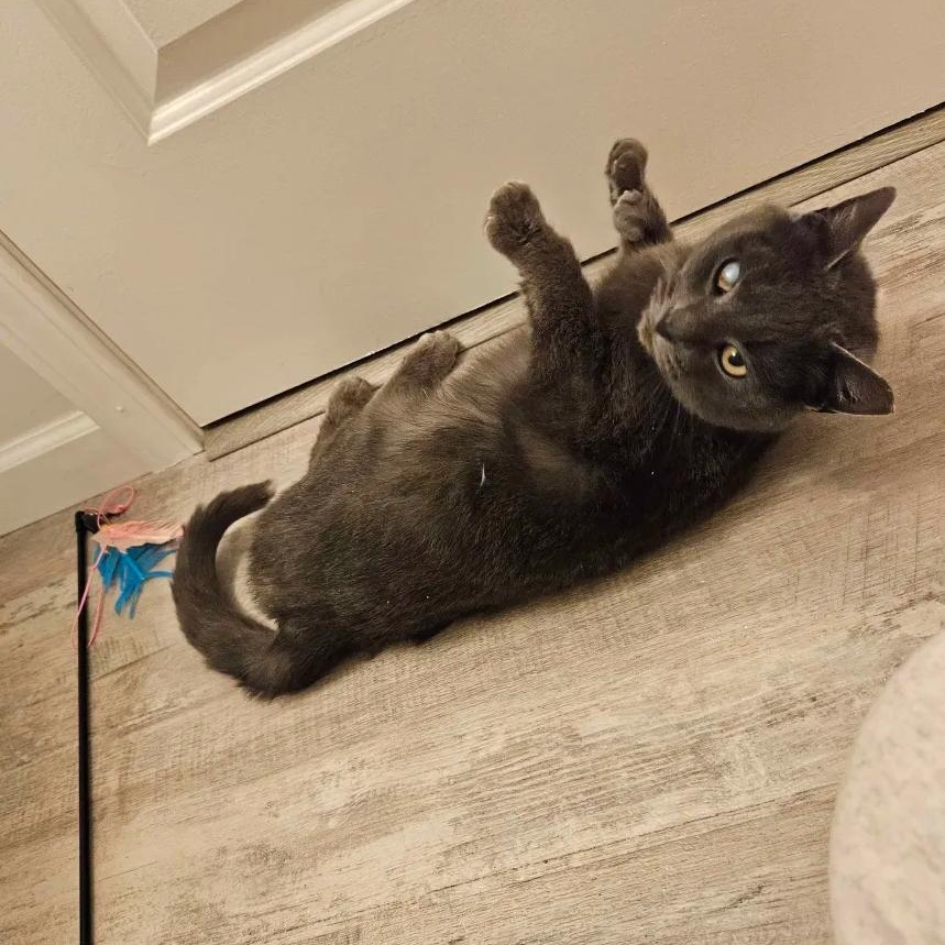 Enlarge Fifty Shades of Stray, a Adoptable Domestic Short Hair in Cleveland Heights, OH image 4/6