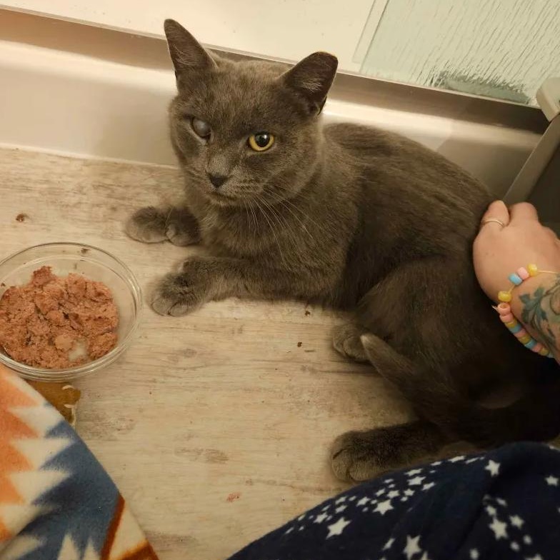 Enlarge Fifty Shades of Stray, a Adoptable Domestic Short Hair in Cleveland Heights, OH image 2/6