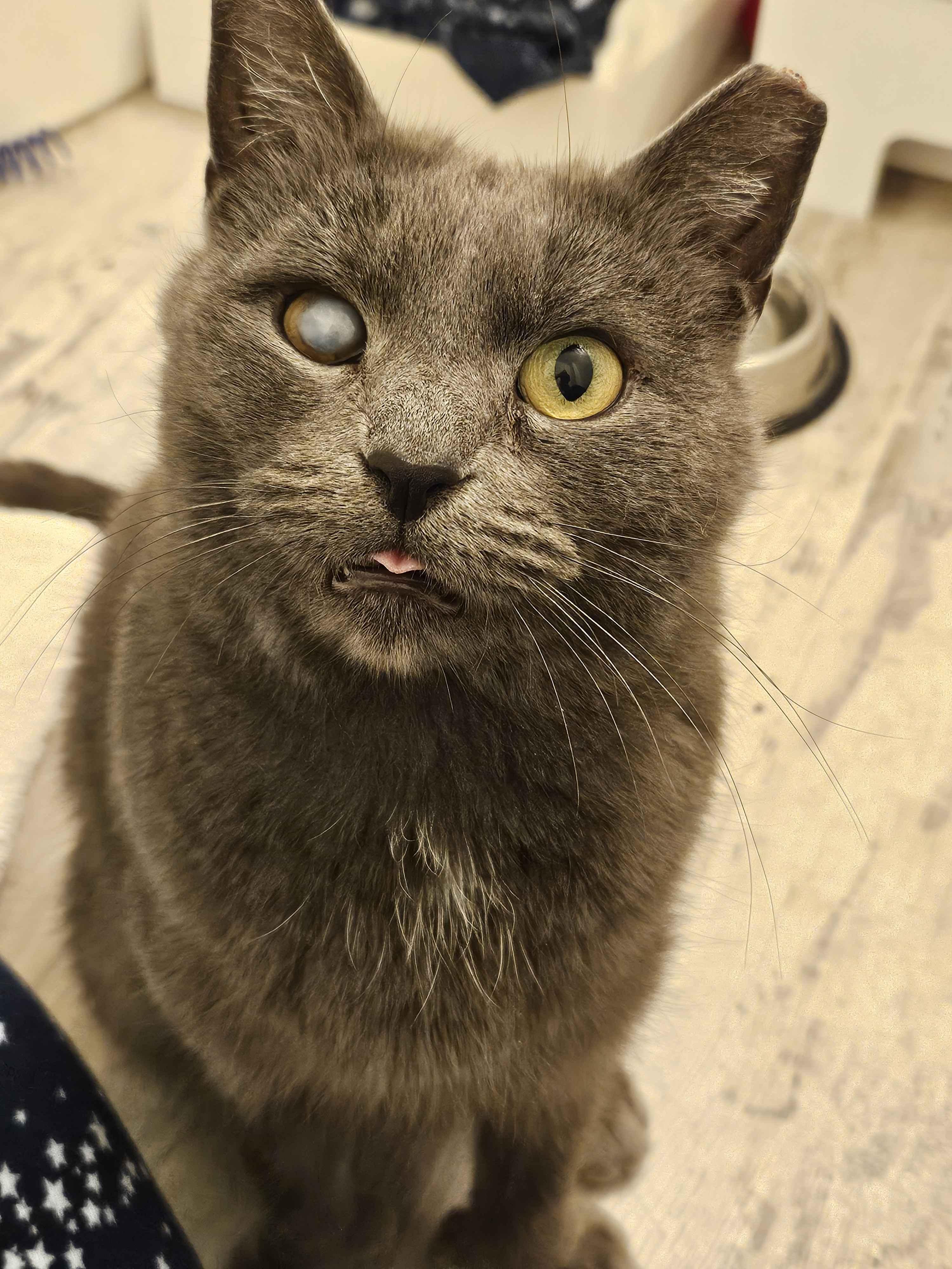 Fifty Shades of Stray, Adoptable, Young Female Domestic Short Hair.