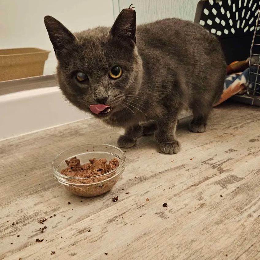 Enlarge Fifty Shades of Stray, a Adoptable Domestic Short Hair in Cleveland Heights, OH image 3/6