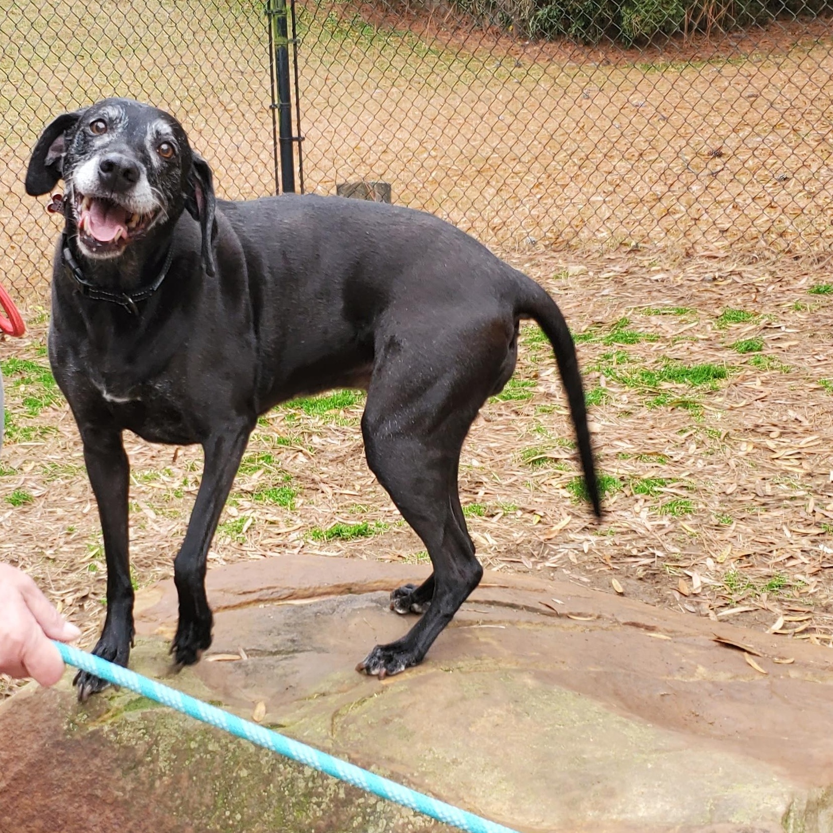 Enlarge Gemma, a ADOPTABLE mixed breed in Birmingham, AL image 1/2
