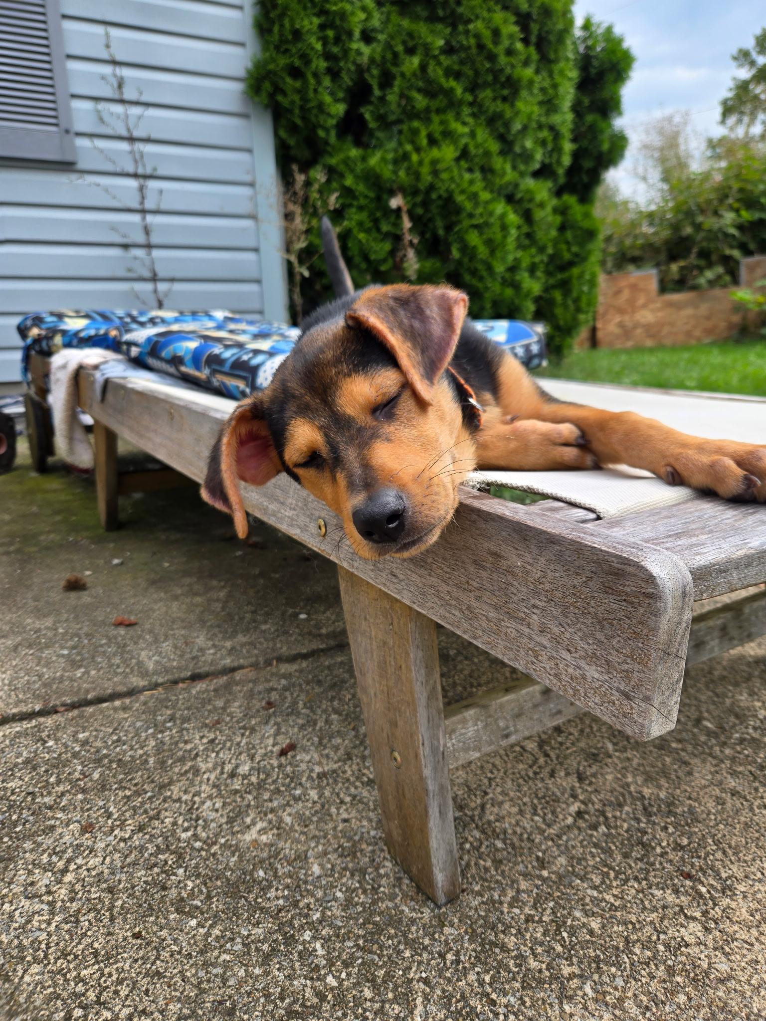 Enlarge Soro, an adopted mixed breed in Seville, OH image 4/5