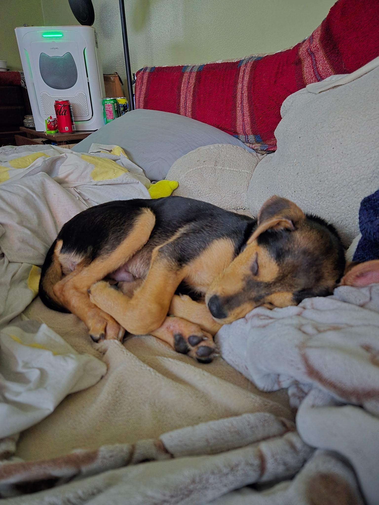 Enlarge Soro, an adopted mixed breed in Seville, OH image 5/5