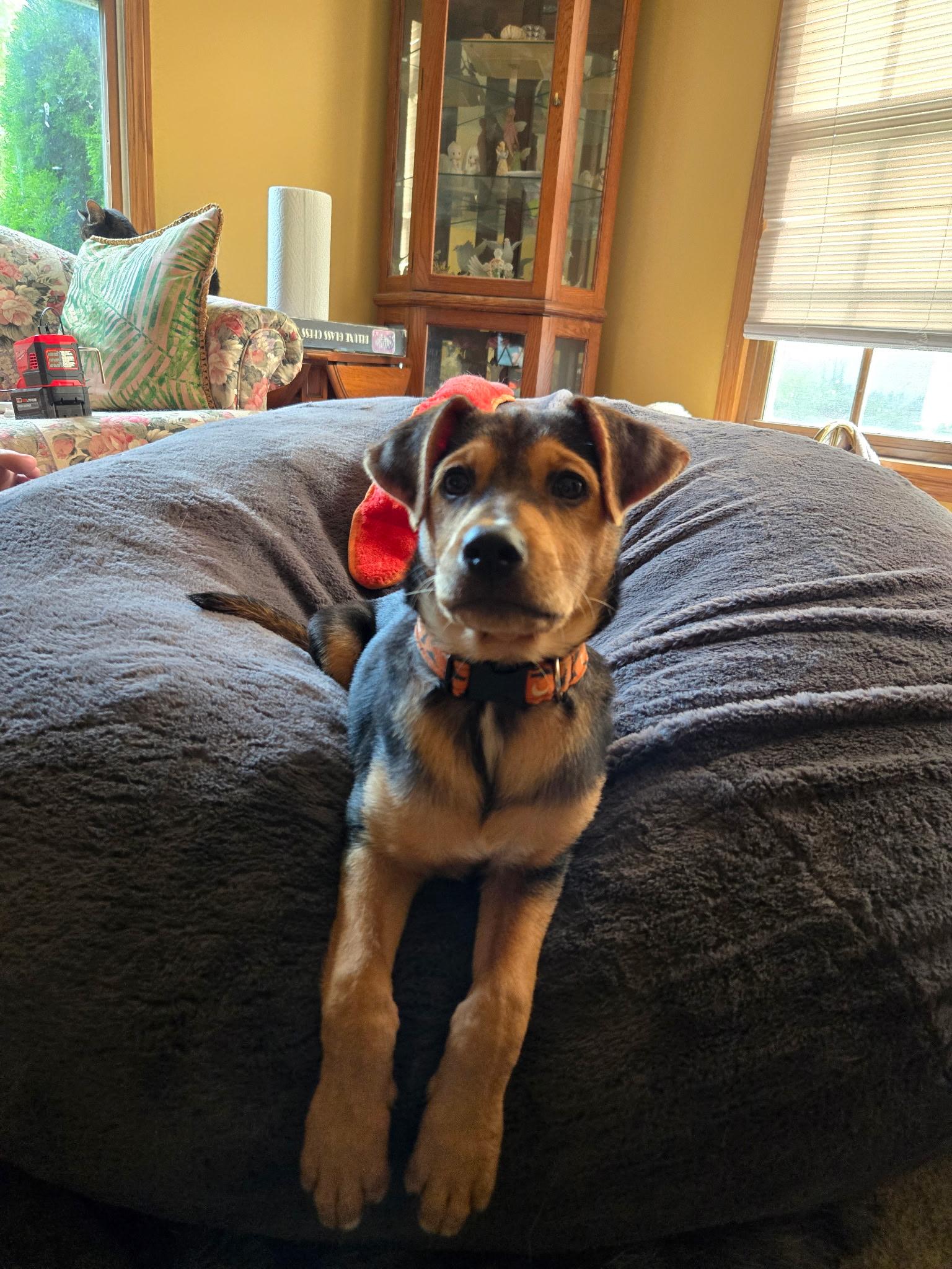 Enlarge Soro, an adopted mixed breed in Seville, OH image 1/5