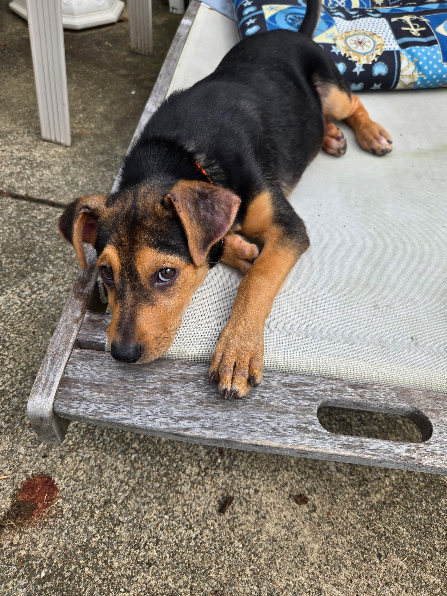 Enlarge Soro, an adopted mixed breed in Seville, OH image 3/5