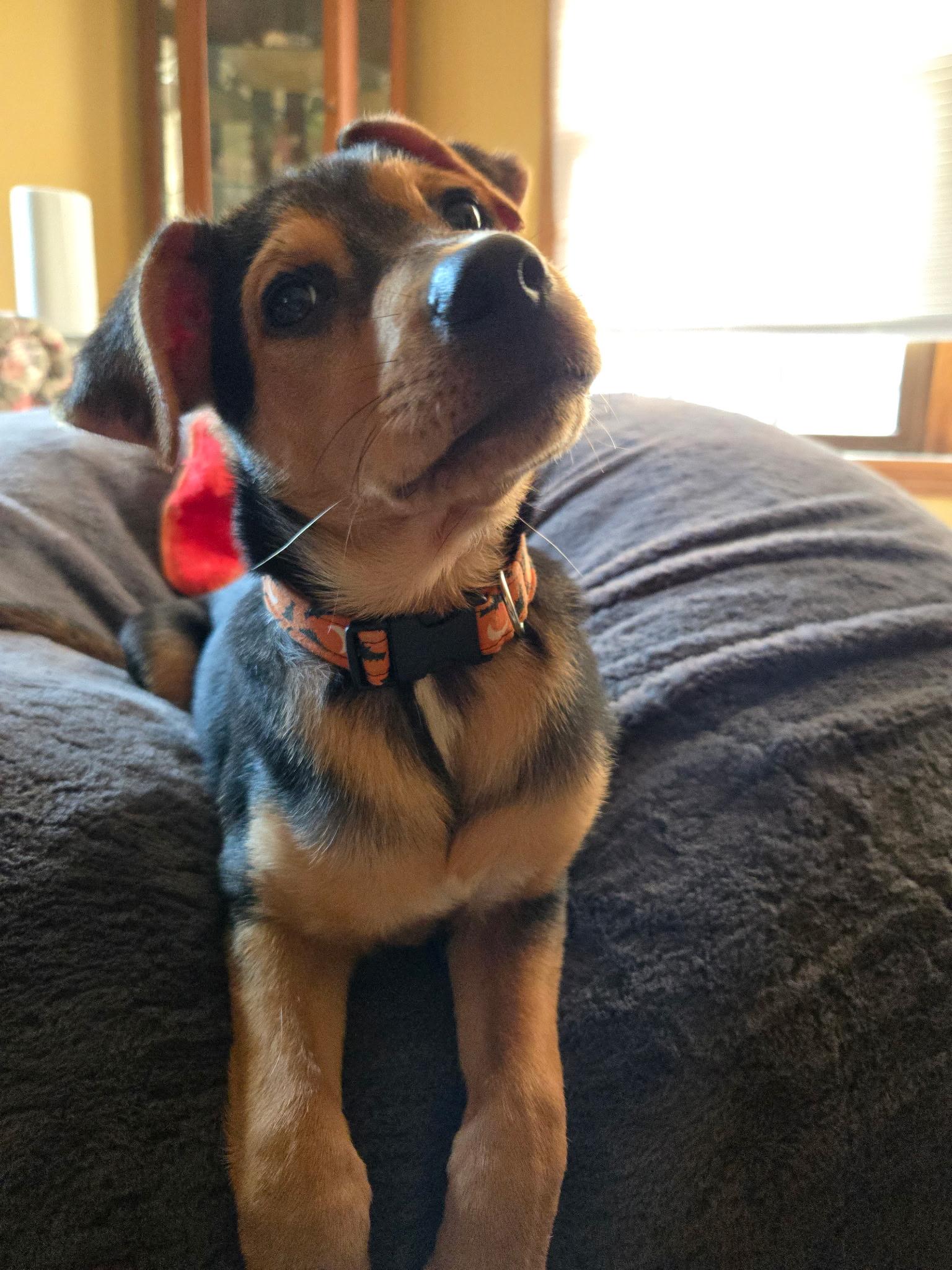 Enlarge Soro, an adopted mixed breed in Seville, OH image 2/5