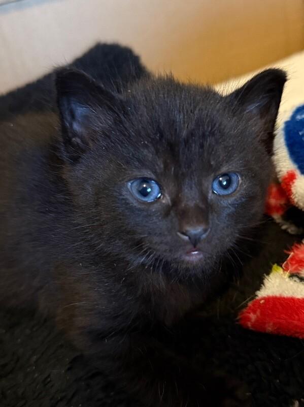 Top notch, Adoptable, Young Male Domestic Short Hair.
