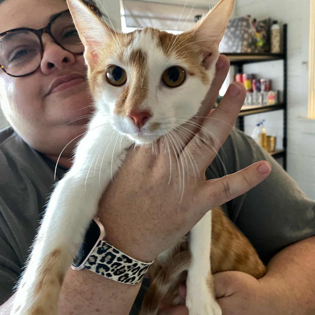 Enlarge Tommy, a Adoptable Domestic Short Hair in Eufaula, AL image 1/1