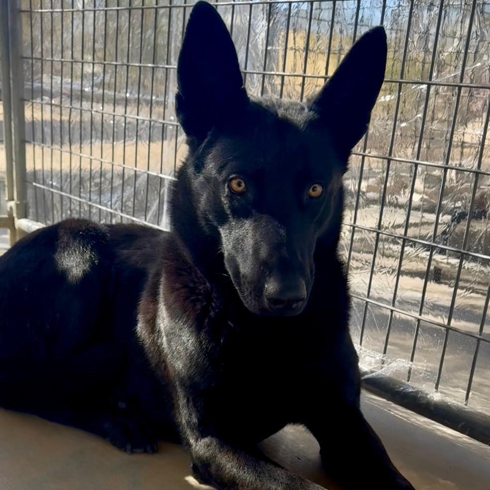 Hunter, a Adoptable German Shepherd Dog in Littlerock, CA image 5/5