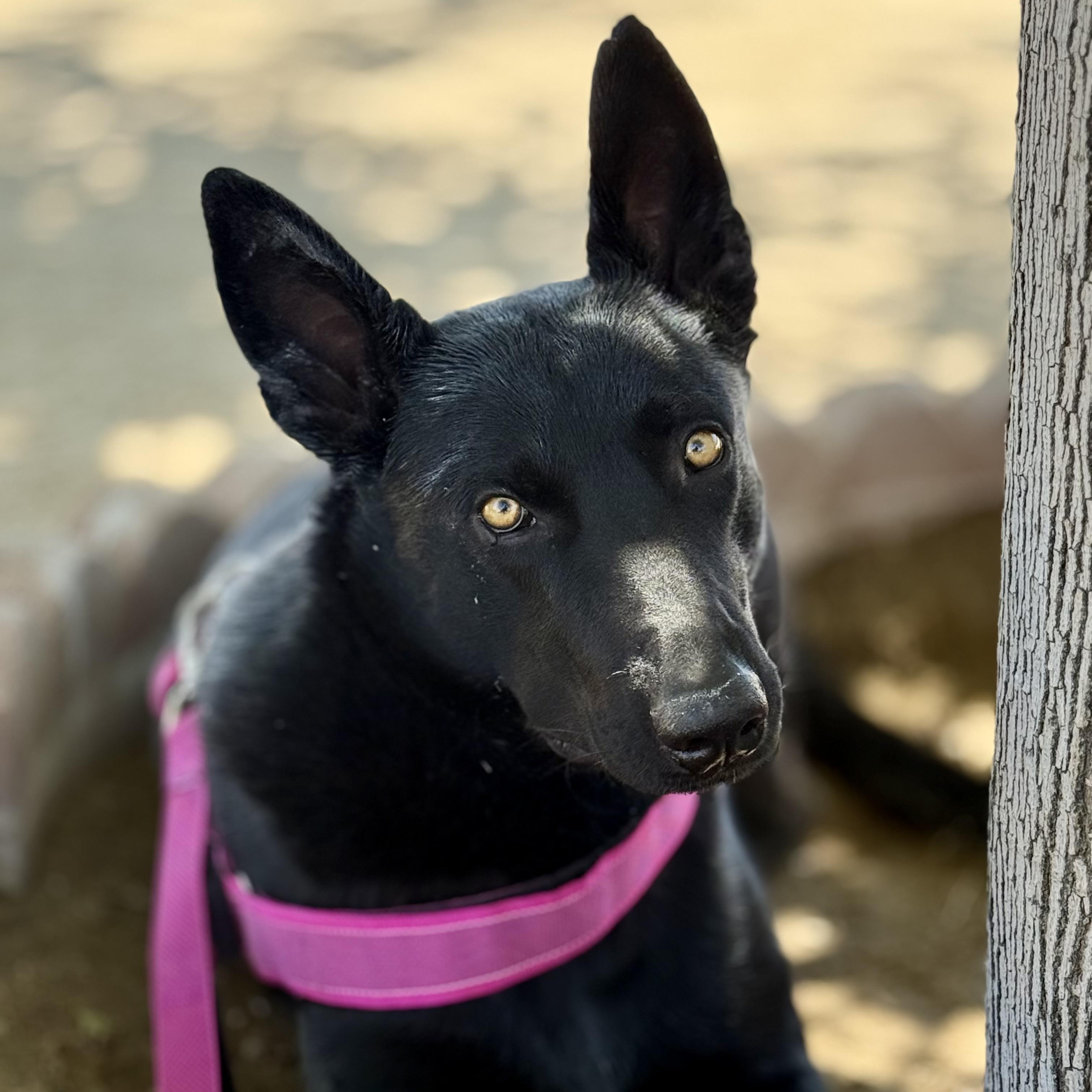 Hunter, Adoptable, Adult Male German Shepherd Dog.