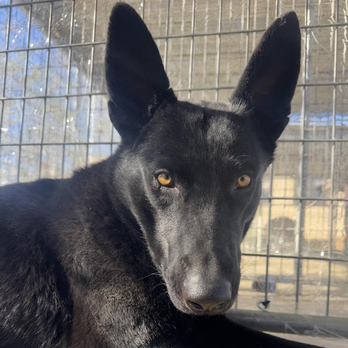 Hunter, a Adoptable German Shepherd Dog in Littlerock, CA image 2/5