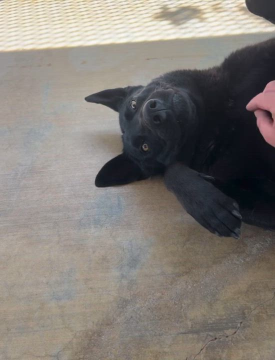 Enlarge Hunter, a Adoptable German Shepherd Dog in Littlerock, CA video 3/5