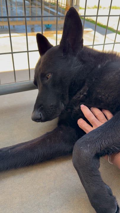 Enlarge Hunter, a Adoptable German Shepherd Dog in Littlerock, CA video 4/5