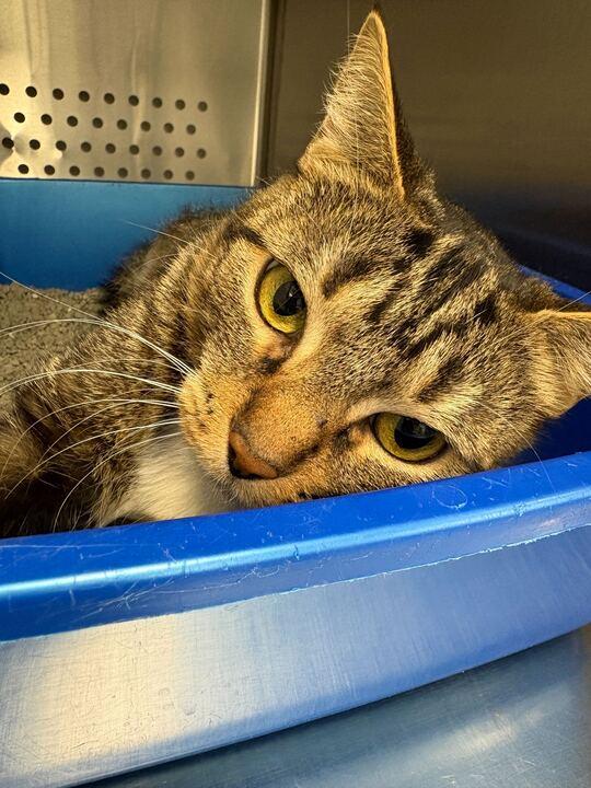 Enlarge Persia, a ADOPTABLE Domestic Short Hair in Jackson, MI image 2/2