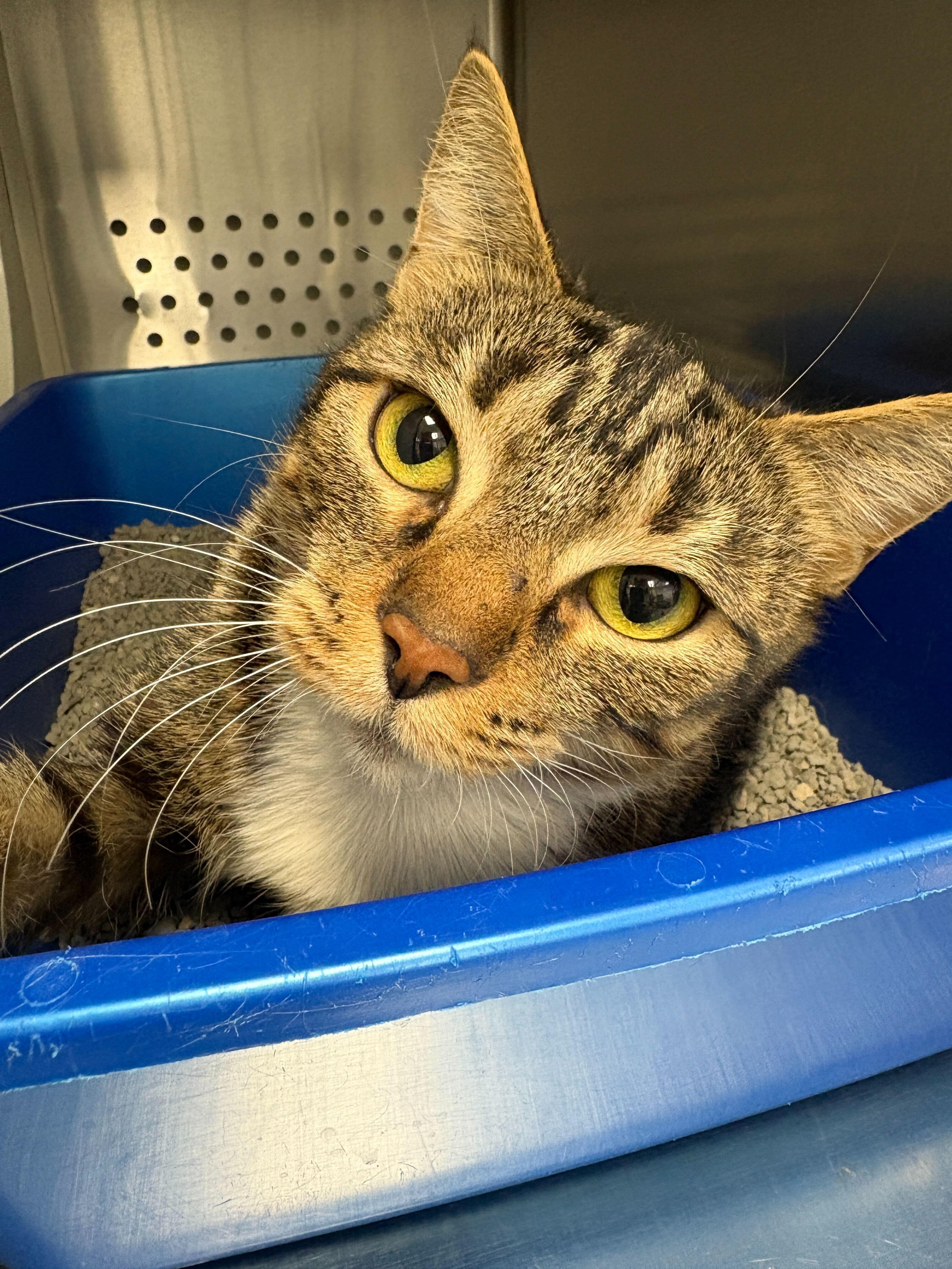 Persia, ADOPTABLE, Adult Female Domestic Short Hair.