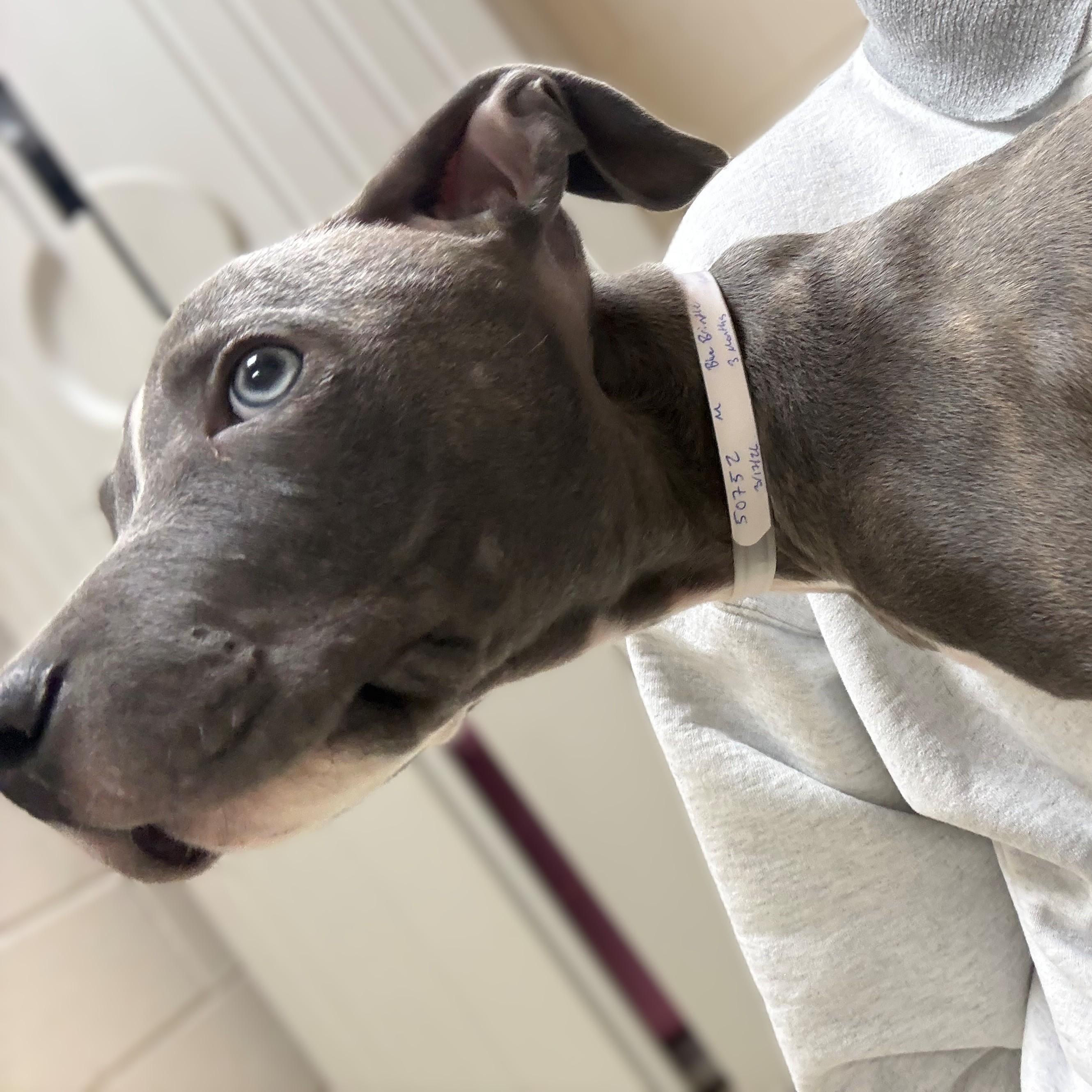 Enlarge Silas- #50752, a ADOPTABLE Pit Bull Terrier in Columbia, MD image 2/2