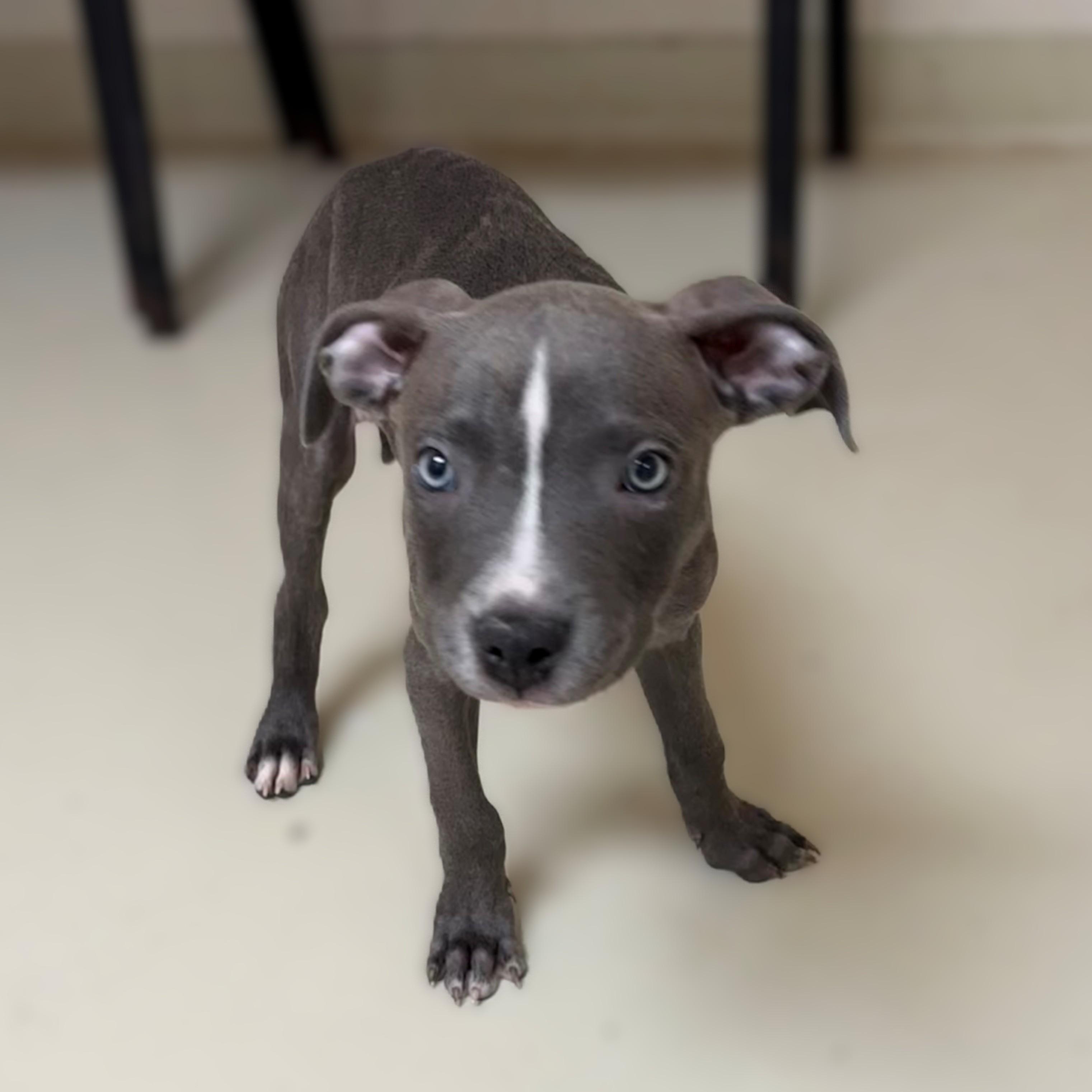 Silas- #50752, ADOPTABLE, Puppy Male Pit Bull Terrier.